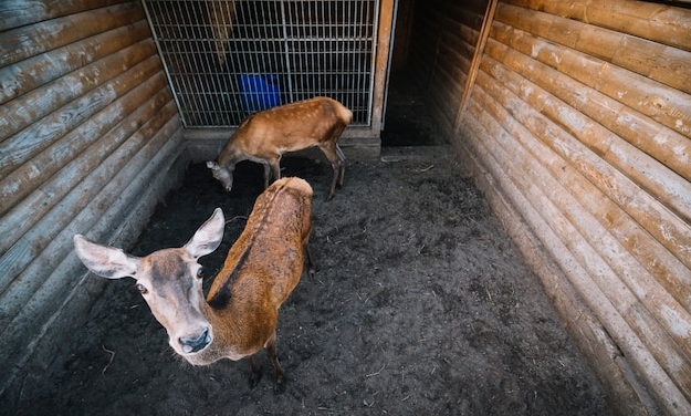 Какие системы вентиляции применяют в животноводческих помещениях