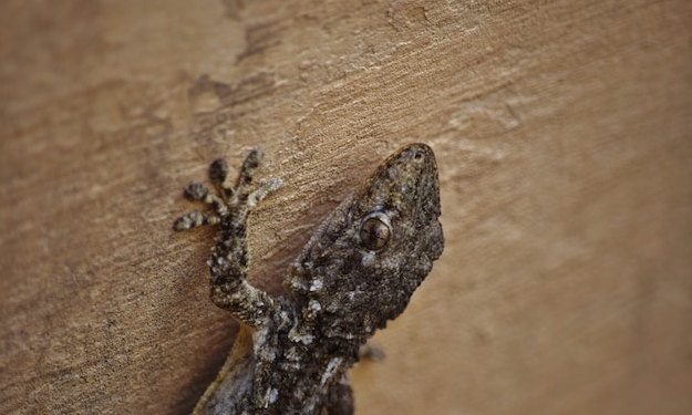 Осы в доме под полом как избавиться